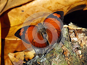 Pointed Leafwing Butterfly