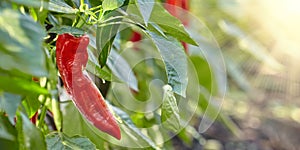 Pointed red sweet Italian peppers in a Dutch greenhouse