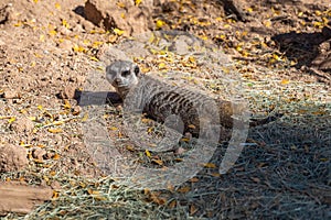 A pointed snout Meerkat in Tucson, Arizona