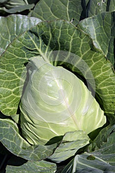 Pointed type of cabbage on a vegetable garden