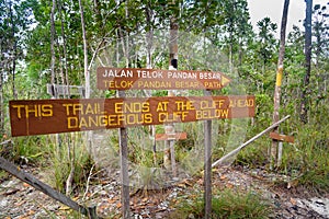 Pointer in Bako National Park