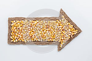 Pointer with corn grains