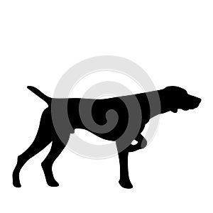 Pointer dog Hand drawn, Vector, Eps, Logo, Icon, silhouette Illustration by crafteroks for different uses. photo