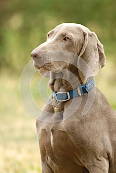 Pointer dog