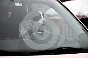 Pointer dog in car, driving travel pet