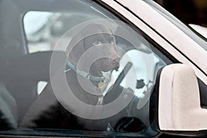 Pointer dog in car, driving travel pet