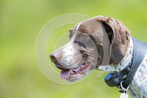 Pointer dog portrait wearing GPS tracking collar