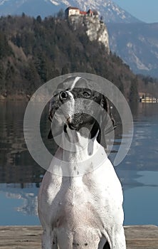 Pointer dog posing beside Lake Bled photo