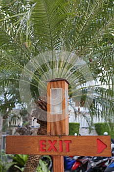 Pointer Exit the tree on a palm tree background