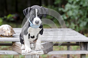 Pointer Hound mixed breed puppy dog with flea collar