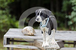 Pointer Hound mixed breed puppy dog with flea collar