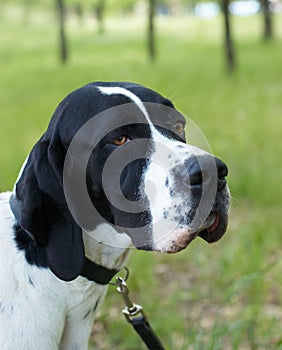 Pointer (hunter dog)