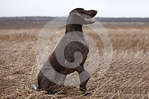 Pointer hunting dog