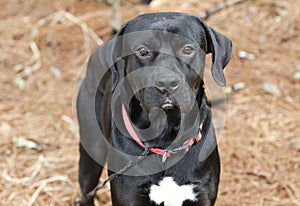 Pointer Labrador Retreiver mixed breed dog