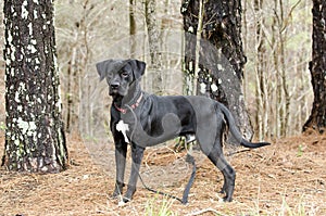 Pointer Labrador Retreiver, red collar and leash
