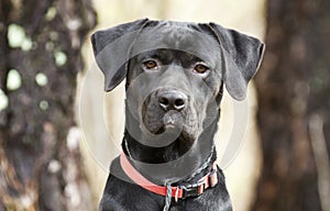 Pointer Labrador Retreiver sitting, red collar and leash