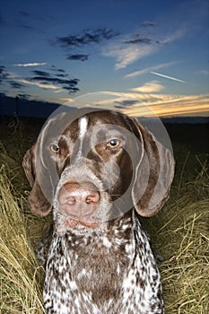 Pointer laying grassy field