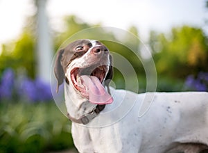 A Pointer mixed breed dog with a long tongue panting