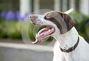 A Pointer mixed breed dog with a long tongue panting