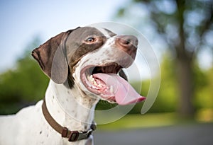 A Pointer mixed breed dog with a long tongue panting