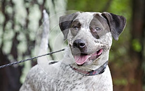 Pointer mixed breed dog, pet rescue adoption photography