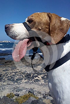 English pointer dog