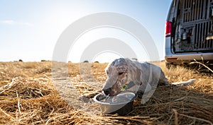 Pointer pedigree dog drinking water near the van