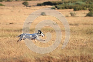 Pointer pedigree dog running