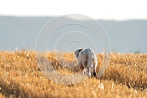 Pointer pedigree dog running over what field