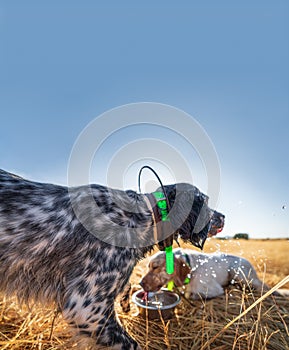 Pointer pedigree dogs drinking water after training