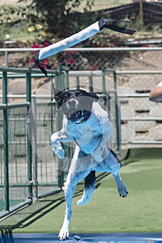 Pointer about to make a catch during a dock diving event