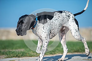 Pointer walking