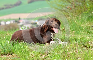 Pointing dog Little MÃÂ¼nsterland