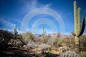 Pointing skyward:  Saguaros of Sabino Canyon Recreation Area, AZ