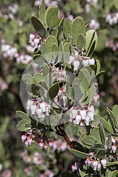 Pointleaf manzanita with urn-shaped flowers