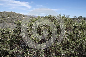 Pointleaf manzanita with urn-shaped flowers in mountains photo
