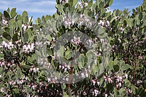 Pointleaf manzanita with urn-shaped flowers in spring photo