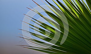 Points of leaf of palm and blue sky