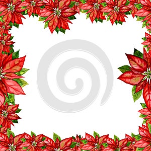 Pointsettia and Holly frame