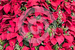 Pointsettia Leaves