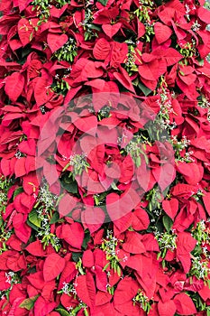 Pointsettia Leaves