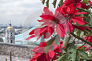 Pointsettias at the Basilica of Guadalupe