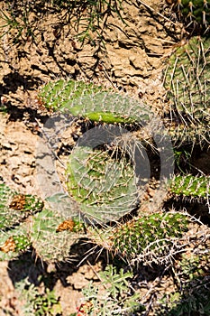 Pointy cactus closeup in the dirt