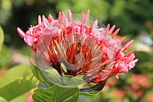 Pointy pink flower