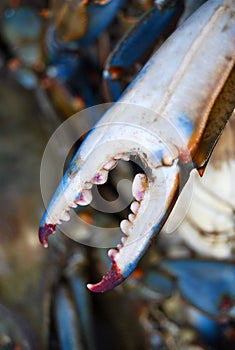 Pointy sharp Blue Crab Claw up-close