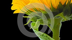 Poise of a Sunflower