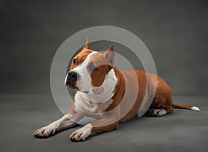 A poised American Staffordshire Terrier dog lies elegantly on a grey studio backdrop photo