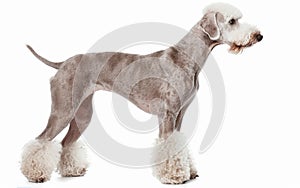 A poised Bedlington Terrier showcases its unique trim and pearlescent coat in a profile stance against a clean white