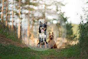 A poised Border Collie and a cheerful Australian Terrier dogs sit side by side, photo