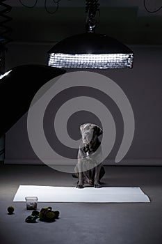 A poised Italian Cane Corso sits center stage under studio setting photo